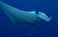 Raja Ampat 2016 - Manta Biostris - Oceanic Manta Ray - Raie Manta Oceanique - IMG_4246_rc_filtered